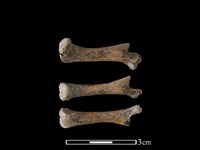 豬骨藏品圖，第1張