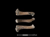 豬骨藏品圖，第1張