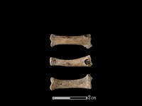 豬骨藏品圖，第1張