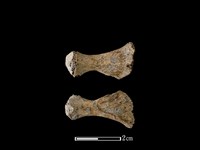 豬骨藏品圖，第1張