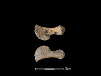 豬骨藏品圖，第1張