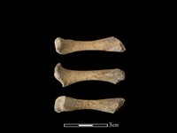 豬骨藏品圖，第1張