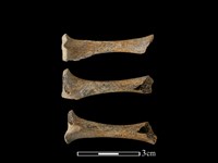 豬骨藏品圖，第1張