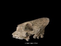 豬骨藏品圖，第1張