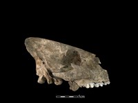 豬骨藏品圖，第2張