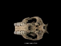 豬骨藏品圖，第4張