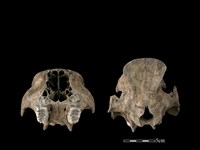 豬骨藏品圖，第5張