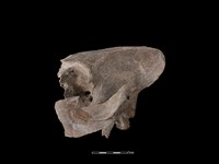 豬骨藏品圖，第1張