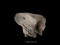 豬骨藏品圖，第2張