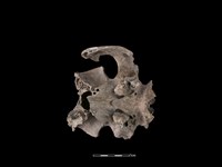 豬骨藏品圖，第4張