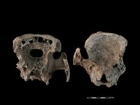 豬骨藏品圖，第5張