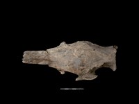 豬骨藏品圖，第3張