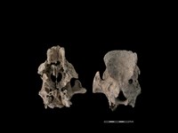 豬骨藏品圖，第5張