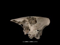 豬骨藏品圖，第1張