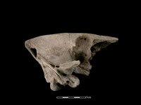 豬骨藏品圖，第2張