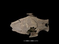 豬骨藏品圖，第3張