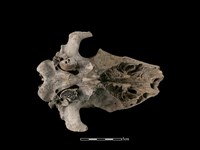 豬骨藏品圖，第4張