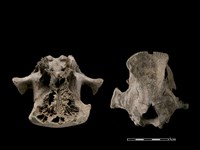 豬骨藏品圖，第5張