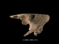 豬骨藏品圖，第2張