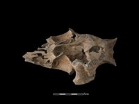 豬骨藏品圖，第3張