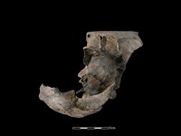 豬骨藏品圖，第2張