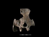 豬骨藏品圖，第3張