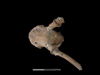 梅花鹿骨藏品圖，第1張