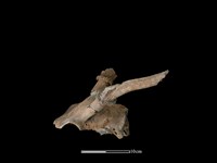 梅花鹿骨藏品圖，第2張