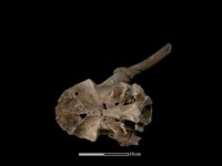 梅花鹿骨藏品圖，第3張