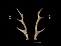 梅花鹿骨藏品圖，第1張