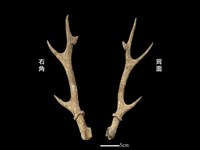 梅花鹿骨藏品圖，第1張