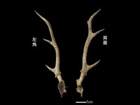 梅花鹿骨藏品圖，第1張