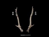 梅花鹿骨藏品圖，第1張