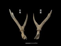 梅花鹿骨藏品圖，第1張