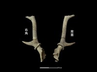 梅花鹿骨藏品圖，第1張