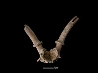 梅花鹿骨藏品圖，第2張