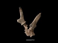 梅花鹿骨藏品圖，第3張