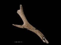 梅花鹿骨藏品圖，第1張