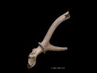 梅花鹿骨藏品圖，第2張