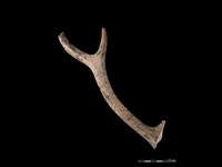 梅花鹿骨藏品圖，第1張