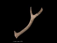 梅花鹿骨藏品圖，第2張