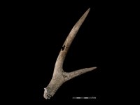 梅花鹿骨藏品圖，第2張