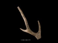 梅花鹿骨藏品圖，第1張