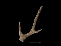 梅花鹿骨藏品圖，第2張