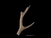 梅花鹿骨藏品圖，第2張