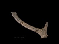 梅花鹿骨藏品圖，第1張