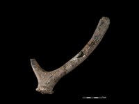 梅花鹿骨藏品圖，第2張