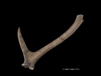 梅花鹿骨藏品圖，第2張