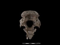 梅花鹿骨藏品圖，第2張