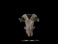 梅花鹿骨藏品圖，第3張